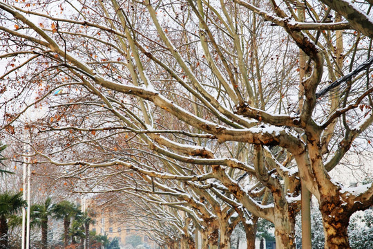 冬雪梧桐树