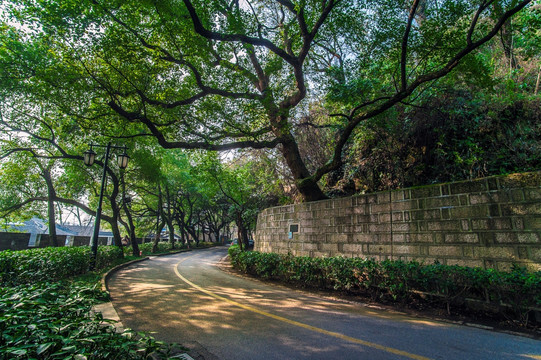 阳光洒在唯美宁静的山路上