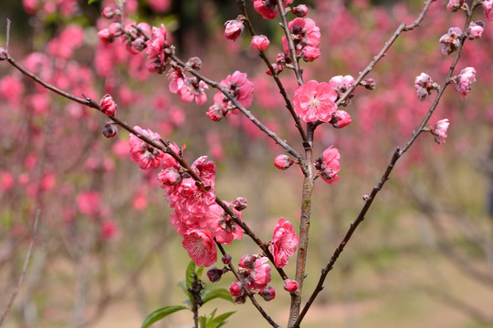 桃花