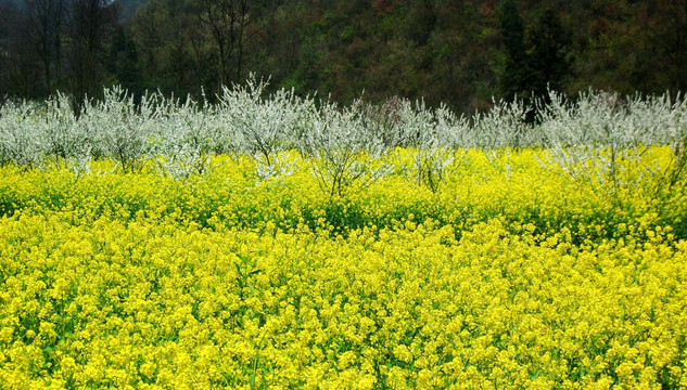 清镇山区油菜花海