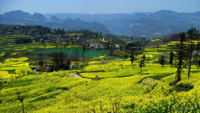 清镇山区油菜花海