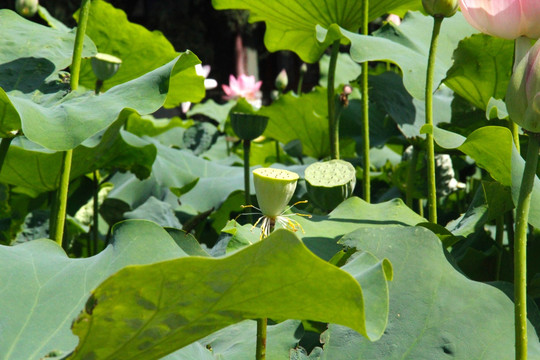 荷花池