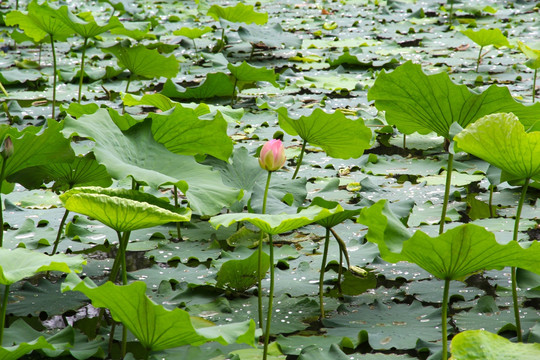 荷花池