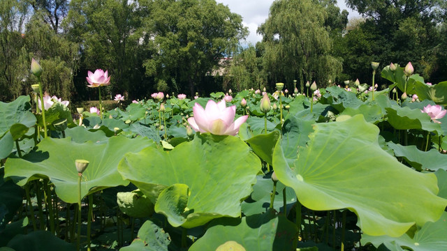 荷花池