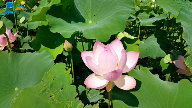 荷花