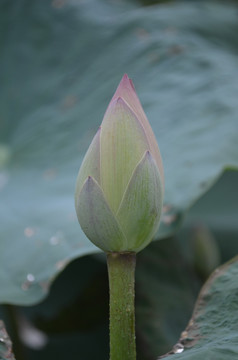 含苞欲放的荷花