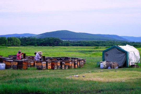 田野养蜂场