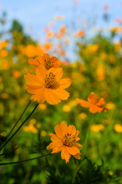 金鸡菊