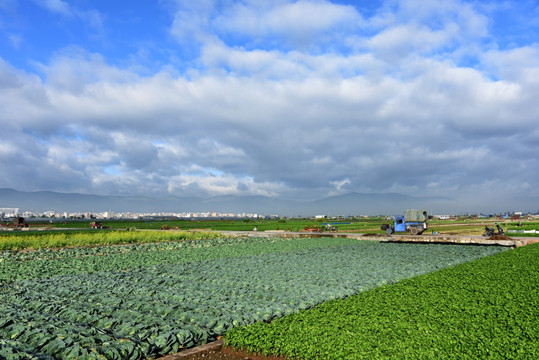 田园风光