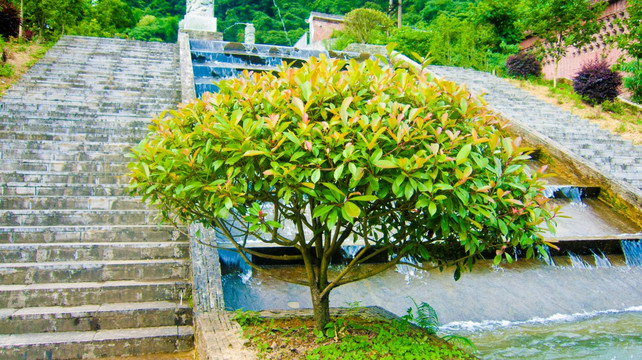 绿化树