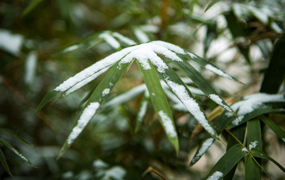 雪后的竹叶