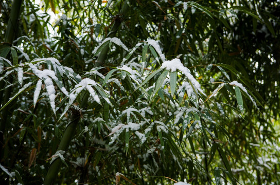 雪后的竹林