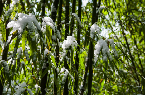 雪韵