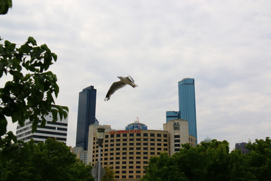 城市上空的海鸥