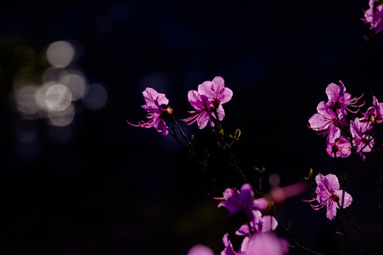 杜鹃花