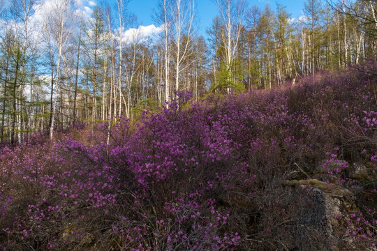 杜鹃花