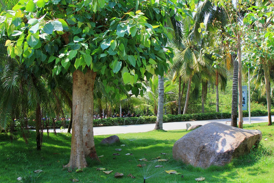 三亚南山文化旅游区 菩提树