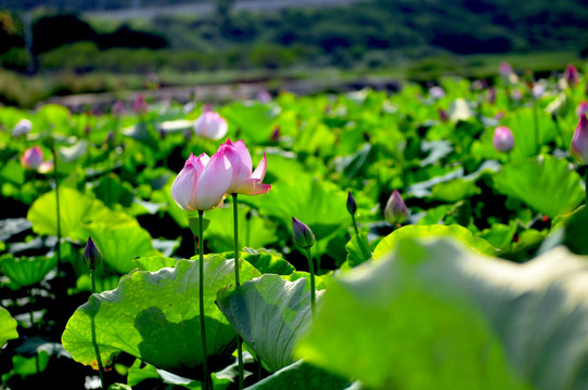 六月荷花 莲花 夏季荷花 莲蓬