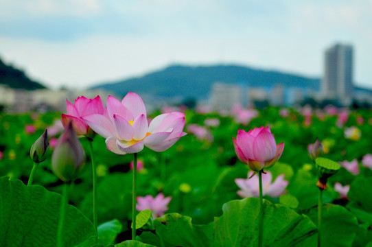 六月荷花 莲花 夏季荷花 莲蓬