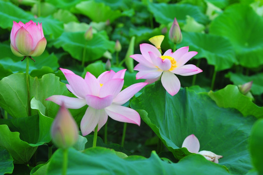 六月荷花 莲花 夏季荷花 莲蓬