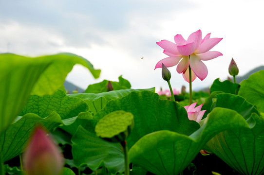 六月荷花 莲花 夏季荷花 莲蓬