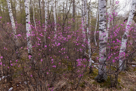 杜鹃花与白桦树