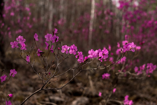 杜鹃花