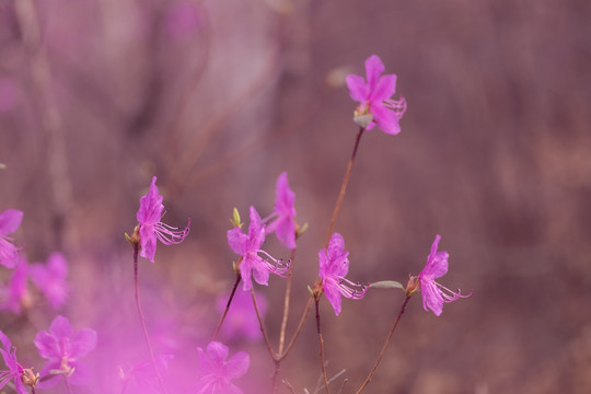 杜鹃花