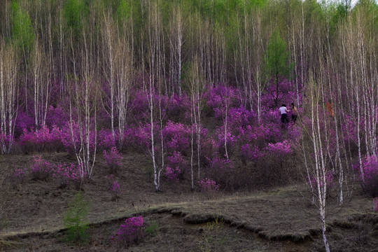 杜鹃花