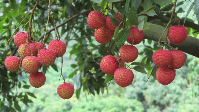 带绿荔枝