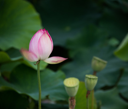 诱人的荷花