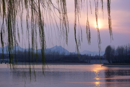 树枝 夕阳 柳丝 湖韵