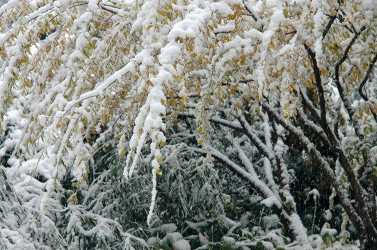 雪中树枝