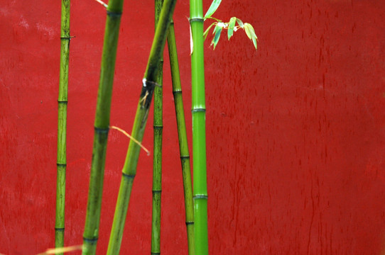 红墙竹子