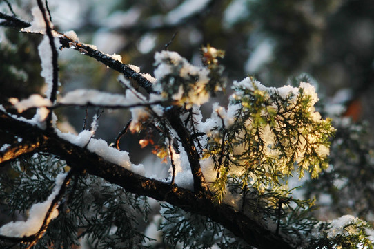 雪中松叶