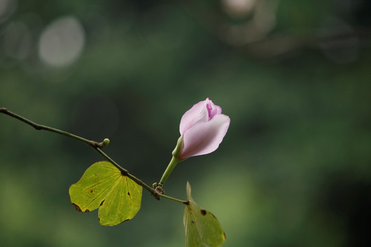 紫荆花