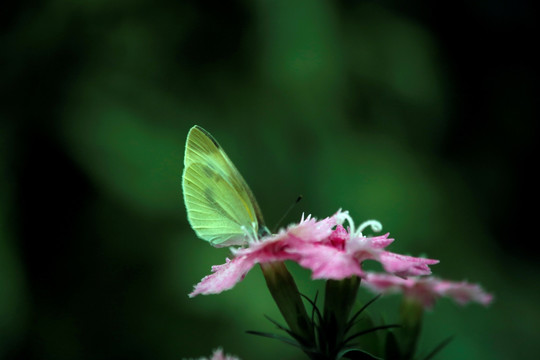 蝴蝶与花