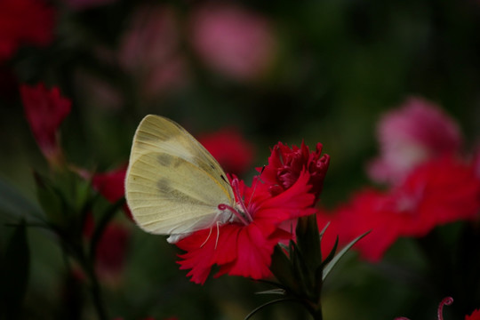 蝴蝶与花