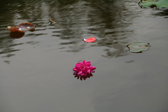 落花与莲叶