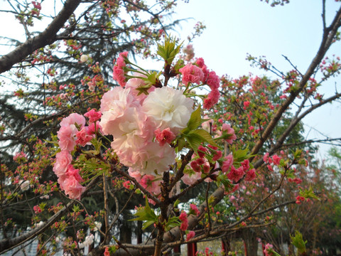 樱花