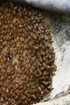 传统养蜂
