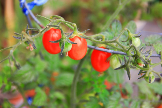 西红柿 小番茄 盆栽