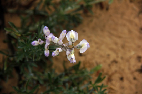 花 小花