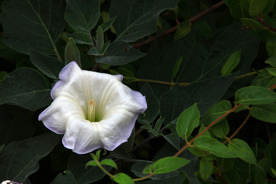 白色花朵 花