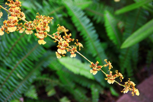 蕙兰 兰花 兰惠