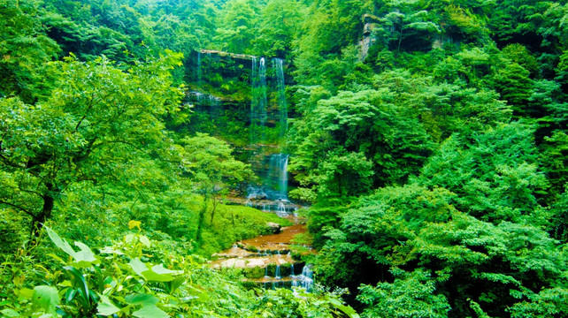 树林和溪水