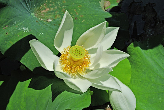 水墨荷花 白莲花高清特写