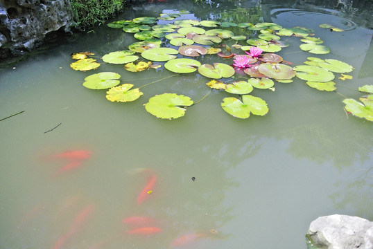 水墨荷花 金鱼睡莲 莲叶背景