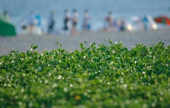 阳江 大角湾