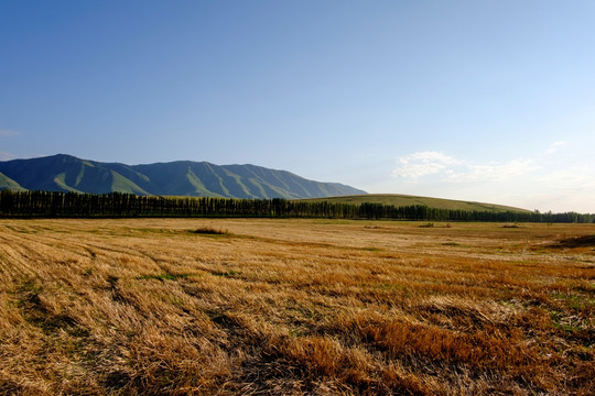 田野